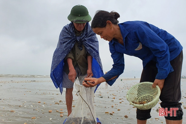 Người dân Lộc Hà “săn” nghêu biển sau mưa lớn