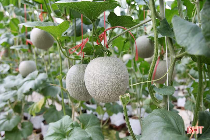 “Mục sở thị” vườn dưa lưới cho thu nhập gần nửa tỷ đồng mỗi năm ở Hà Tĩnh