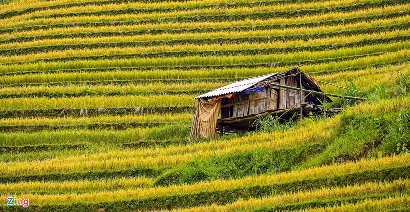 Mùa lúa chín ở Mù Cang Chải
