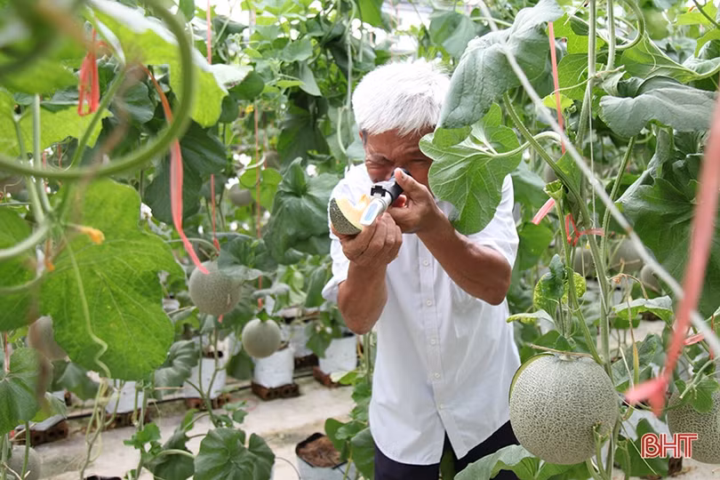“Mục sở thị” vườn dưa lưới cho thu nhập gần nửa tỷ đồng mỗi năm ở Hà Tĩnh