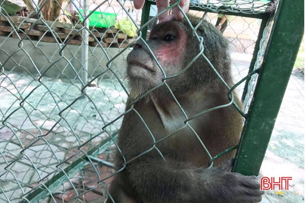 Kiểm lâm Lộc Hà bàn giao khỉ mặt đỏ để thả về môi trường tự nhiên