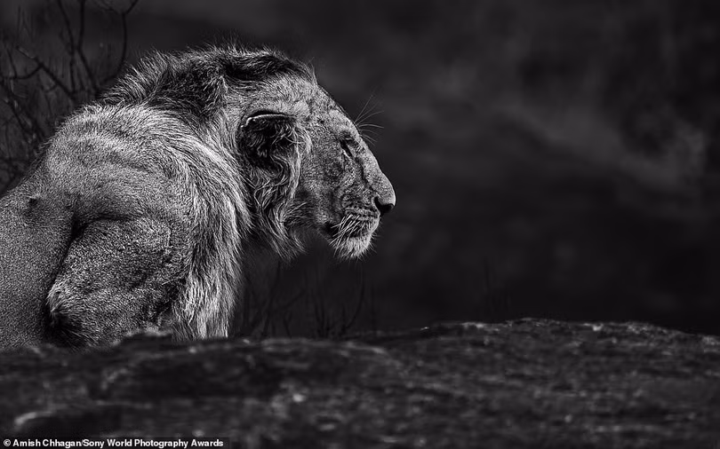 Mãn nhãn loạt ảnh đẹp dự thi giải Sony World Photography Awards 2021