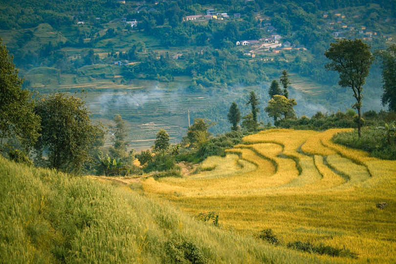 Y Tý mùa lúa chín vàng