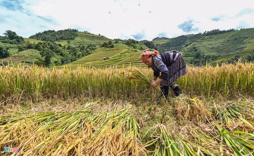 Mùa lúa chín ở Mù Cang Chải