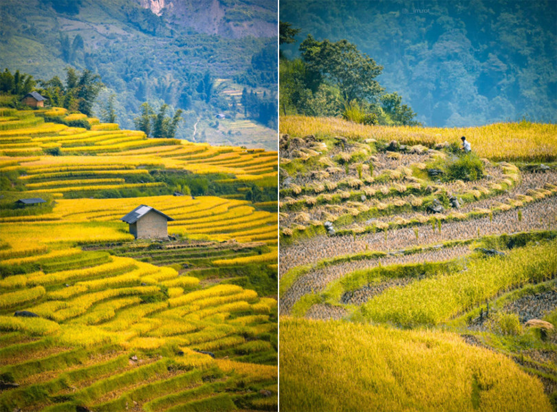 Y Tý mùa lúa chín vàng