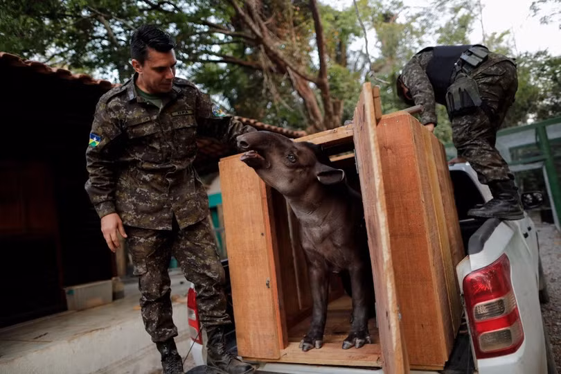 Động vật ở rừng Amazon đang kêu cứu