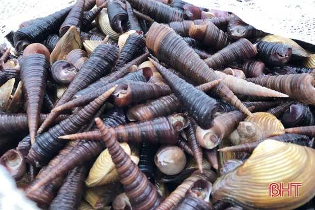 Người dân Lộc Hà “săn” nghêu biển sau mưa lớn