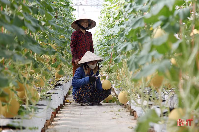 “Mục sở thị” vườn dưa lưới cho thu nhập gần nửa tỷ đồng mỗi năm ở Hà Tĩnh