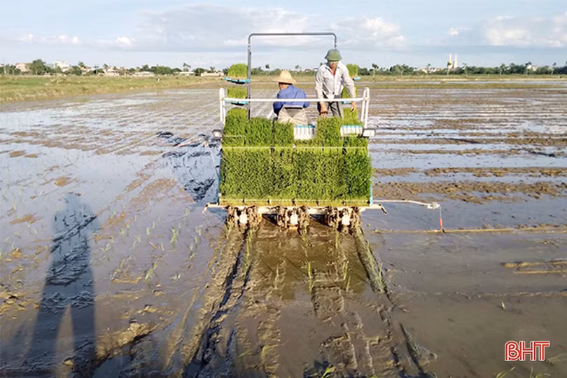 Hiệu quả kinh tế tăng 15 - 20% từ những cánh đồng “4 cùng” ở Hà Tĩnh