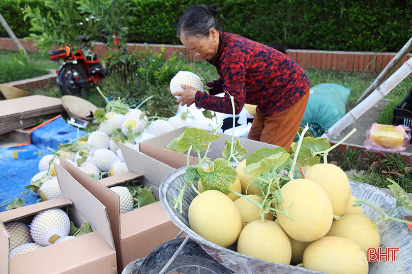 “Mục sở thị” vườn dưa lưới cho thu nhập gần nửa tỷ đồng mỗi năm ở Hà Tĩnh