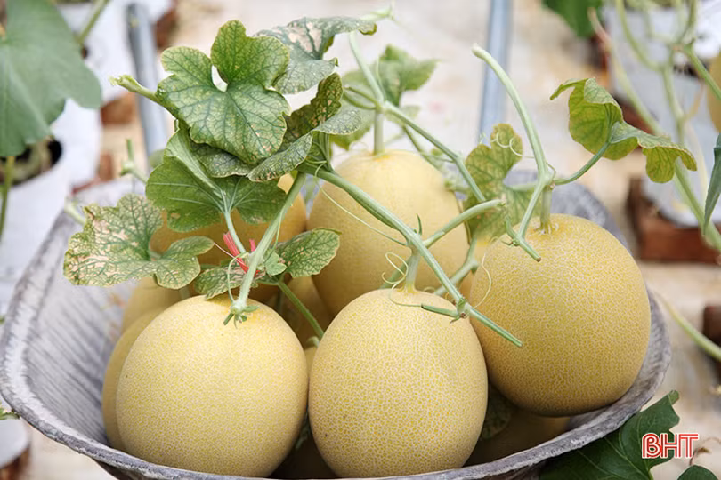 “Mục sở thị” vườn dưa lưới cho thu nhập gần nửa tỷ đồng mỗi năm ở Hà Tĩnh