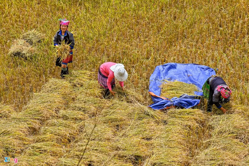 Mùa lúa chín ở Mù Cang Chải