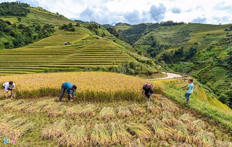 Mùa lúa chín ở Mù Cang Chải