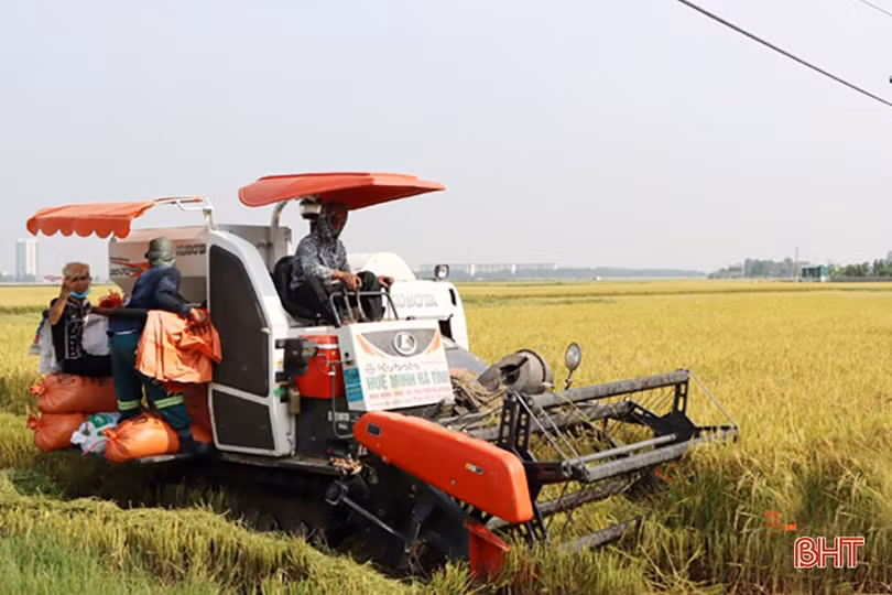 Hiệu quả kinh tế tăng 15 - 20% từ những cánh đồng “4 cùng” ở Hà Tĩnh