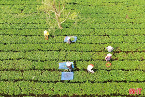 Chè Hà Tĩnh "ách tắc" đường xuất khẩu vì ảnh hưởng chiến sự ở Iran