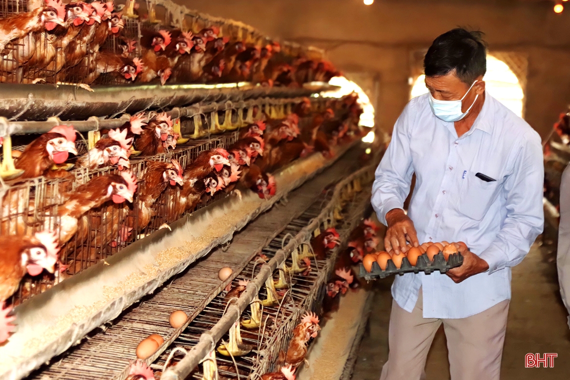 Mục sở thị trại nuôi gà siêu đẻ trứng doanh thu hơn 7 tỷ đồng/năm ở Hà Tĩnh