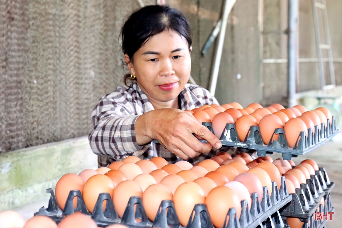 Mục sở thị trại nuôi gà siêu đẻ trứng doanh thu hơn 7 tỷ đồng/năm ở Hà Tĩnh