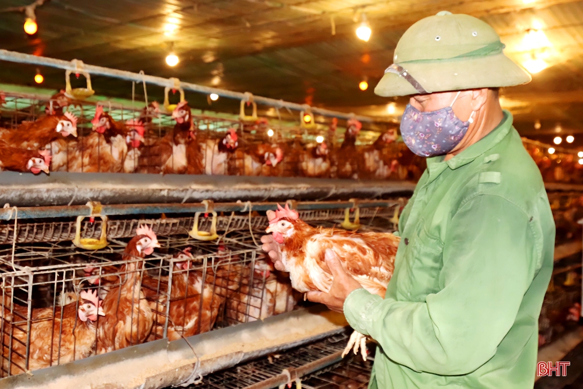 Mục sở thị trại nuôi gà siêu đẻ trứng doanh thu hơn 7 tỷ đồng/năm ở Hà Tĩnh