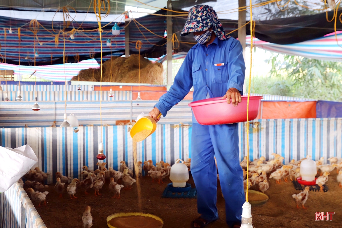 Mục sở thị trại nuôi gà siêu đẻ trứng doanh thu hơn 7 tỷ đồng/năm ở Hà Tĩnh