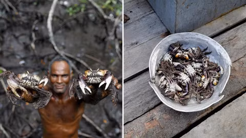 Cư dân rừng ngập mặn Brazil đương đầu với biến đổi khí hậu