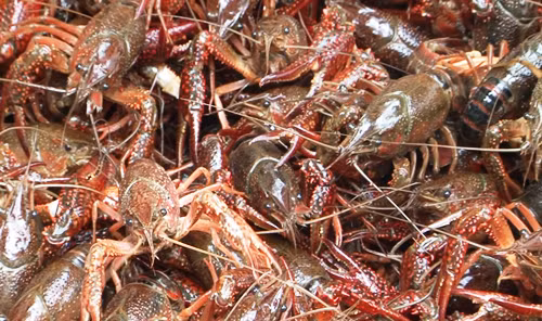 Hai loài tôm ngoại lai bị cấm tại Việt Nam