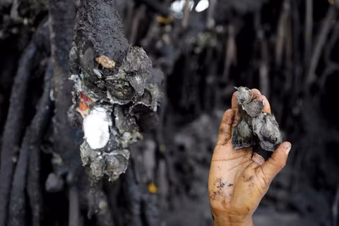 Cư dân rừng ngập mặn Brazil đương đầu với biến đổi khí hậu