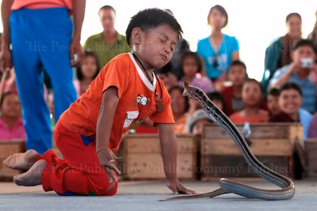 Bí ẩn ở ngôi làng kỳ lạ coi rắn độc như bầu bạn