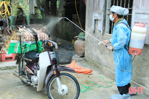 Nghi Xuân tiếp tục tiêu hủy 5 con lợn đến từ vùng dịch