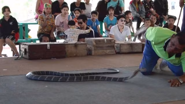 Bí ẩn ở ngôi làng kỳ lạ coi rắn độc như bầu bạn