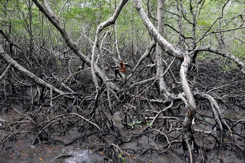 Cư dân rừng ngập mặn Brazil đương đầu với biến đổi khí hậu