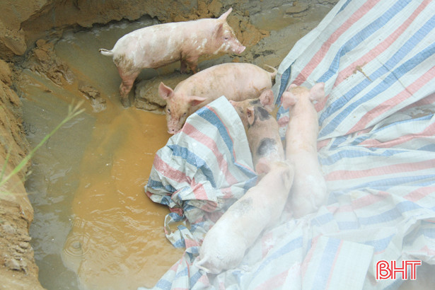 Nghi Xuân tiếp tục tiêu hủy 5 con lợn đến từ vùng dịch