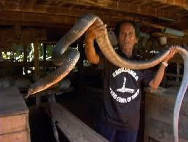 Bí ẩn ở ngôi làng kỳ lạ coi rắn độc như bầu bạn