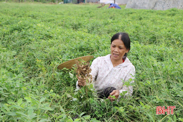Năng suất lạc xuân ở Hà Tĩnh cao nhất trong vòng 3 năm trở lại đây