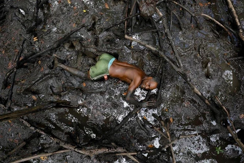 Cư dân rừng ngập mặn Brazil đương đầu với biến đổi khí hậu