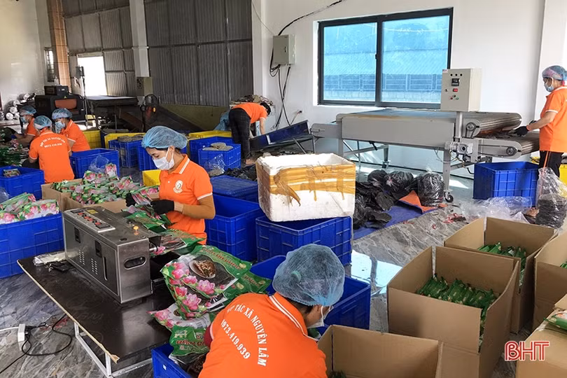 Các hợp tác xã Hà Tĩnh sẽ sản xuất lượng hàng lớn trong dịp tết