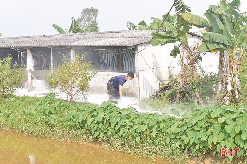 Đồng loạt tiêu độc, khử trùng ngăn dịch tả lợn châu Phi
