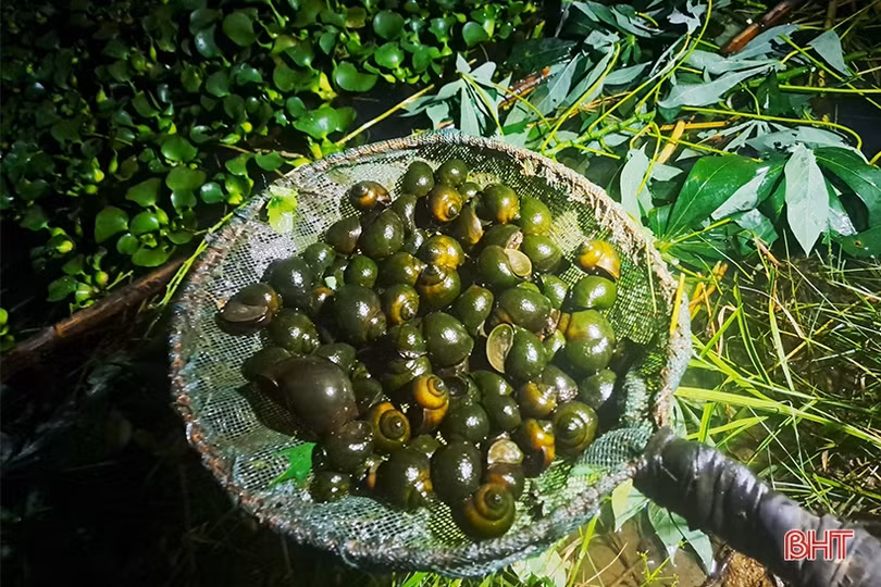 Nuôi vàng đen ở Đức Lĩnh