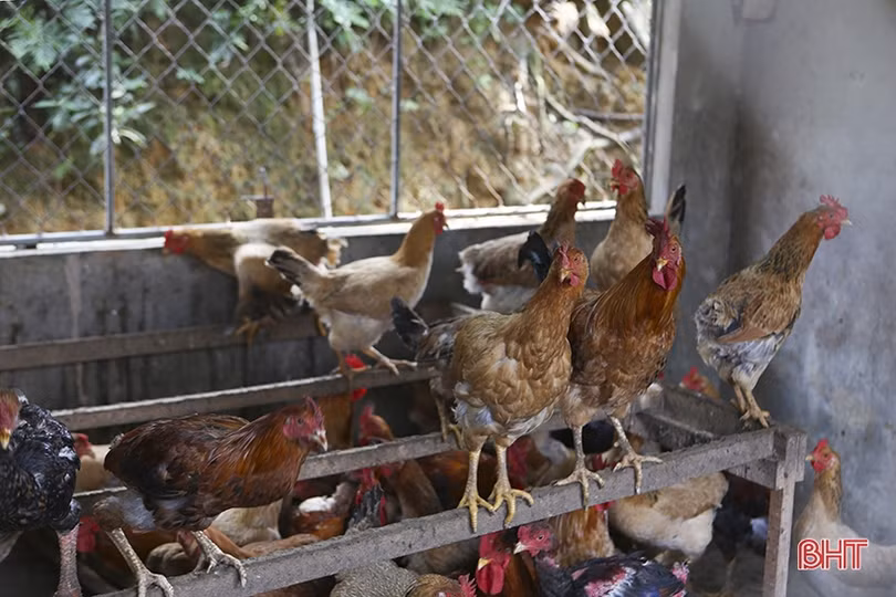 Hội viên phụ nữ Hương Sơn làm giàu từ mô hình kinh tế vườn - chuồng