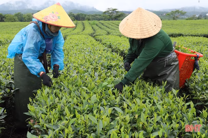 Mênh mông đồi chè Tây Sơn