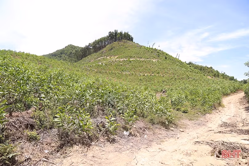 Giải bài toán trồng thay thế 57,42 ha rừng ảnh hưởng thi công cao tốc Bắc - Nam