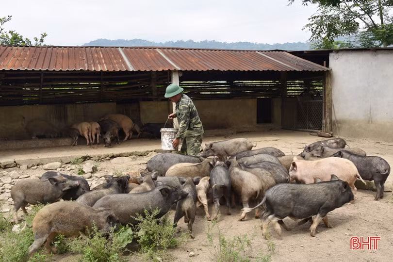 Các đơn vị biên phòng chủ động tăng gia phục vụ bộ đội ăn tết