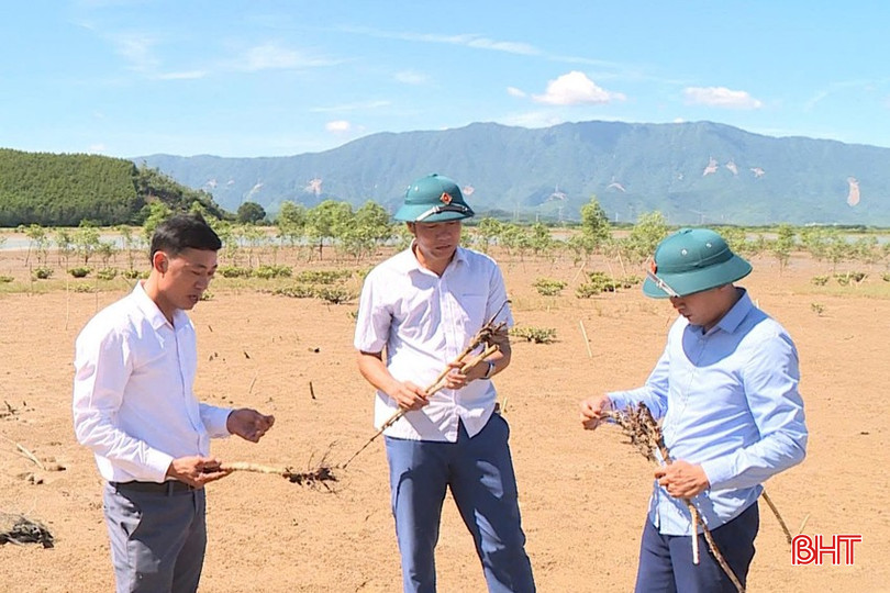 Lãnh đạo địa phương kiểm tra rừng ngập mặn bị chết bqbht_br_6-copy.jpg
