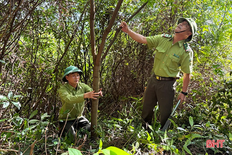 Những cây lim sau 10 năm trồng giờ đang trong thời kỳ sinh trưởng và phát triển tốt. bqbht_br_lim-1.jpg