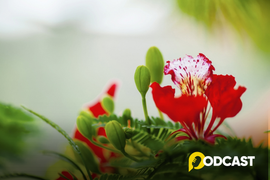 Podcast tản văn: Xao xuyến mùa hoa phượng