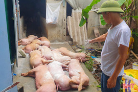 Dịch tả lợn châu Phi diễn biến phức tạp, Hà Tĩnh ráo riết phòng chống