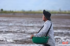 Nông dân Hà Tĩnh hối hả xuống đồng sản xuất lúa hè thu