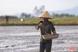Nông dân Hà Tĩnh hối hả xuống đồng sản xuất lúa hè thu