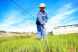 Nắng mưa thất thường, sâu bệnh hoành hành, nông dân căng mình cứu lúa hè thu