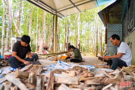 Hà Tĩnh định hình chuỗi giá trị sản xuất từ cây dó bầu