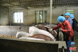 Giá lợn tăng cao, người chăn nuôi phấn khởi